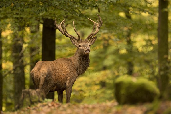 Red deer (Cervus elaphus)