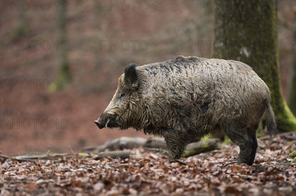 Wild Boar (Sus scrofa)