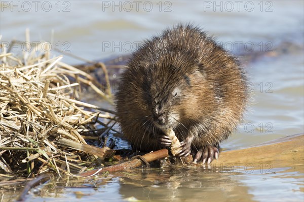 Muskrats (Ondatra zibethicus)