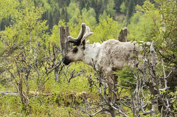 Caribou