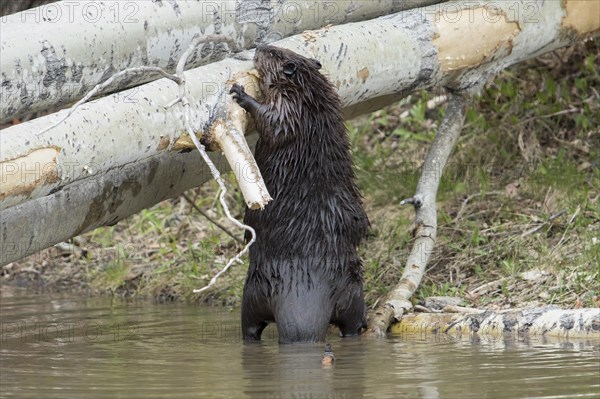 Canadian beaver