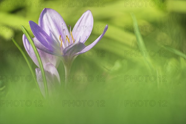 Meadow saffron (Colchicum autumnale)