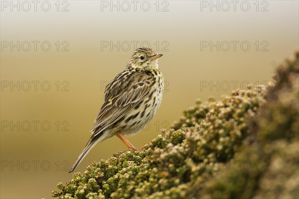 Carcass Island (Anthus correndera)