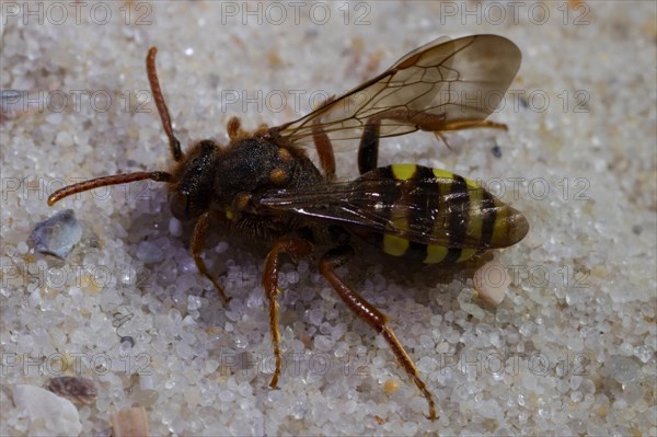 Lathbury's Nomad (Nomada lathburiana) Bee