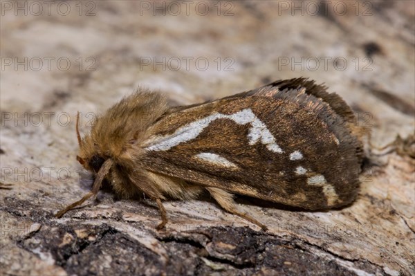 Common swift (Pharmacis lupulina) moth