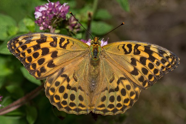 Silver spotted fritillary (Argynnis paphia)