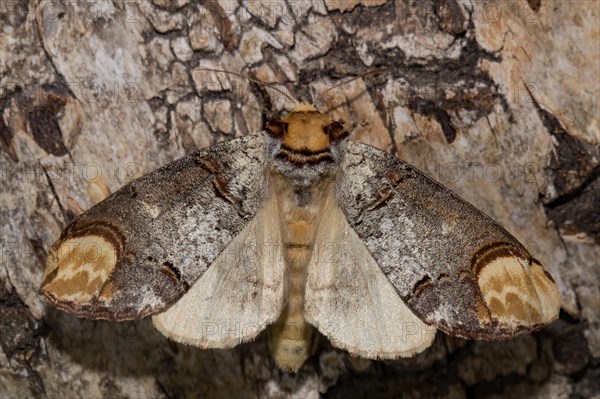 Buffalo head (Phalera bucephala)