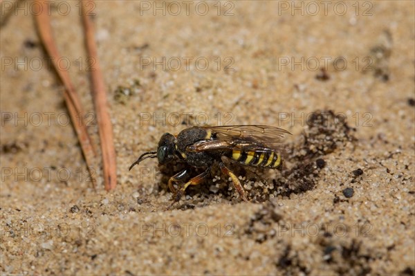 Small-scale (Oxybelus argentatus) sympatric digger wasp