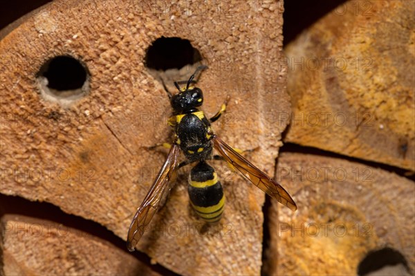 Mason wasp