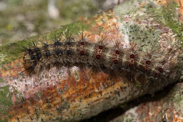 Gypsy moth (Lymantria dispar)