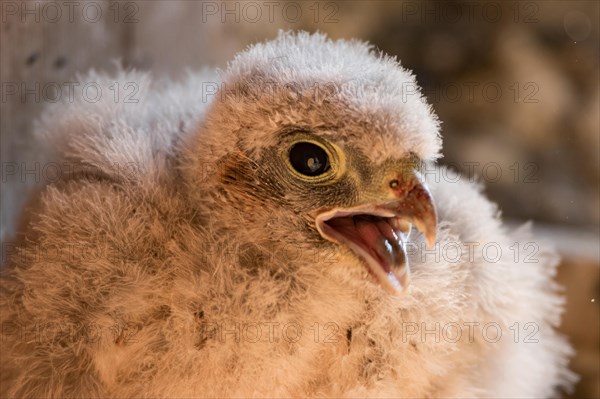 Common kestrel