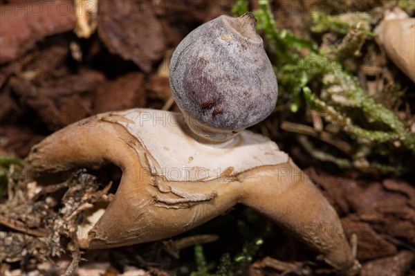 Rayed earthstar (Geastrum quadrifidum)