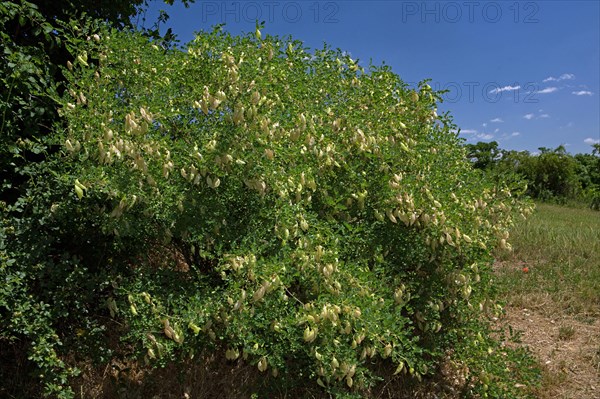 Bladder senna (Colutea arborescens)