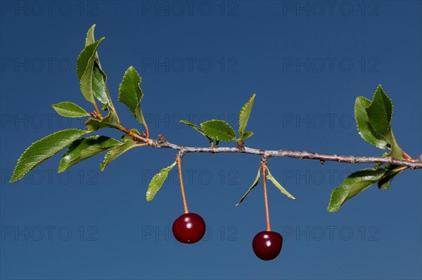 Prunus fruticosa (Prunus fruticosa)