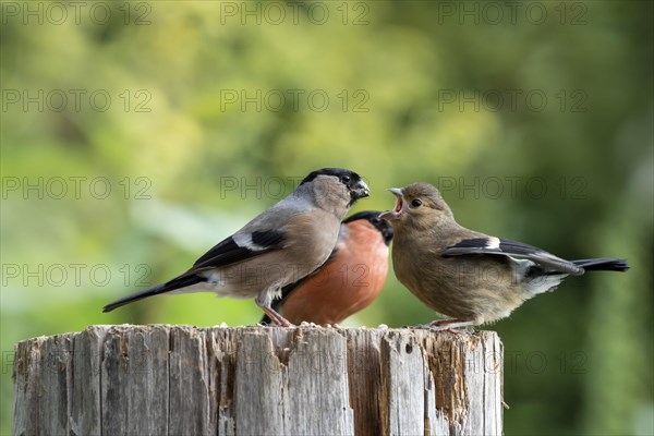 Eurasian bullfinch (Pyrrhula pyrrhula)