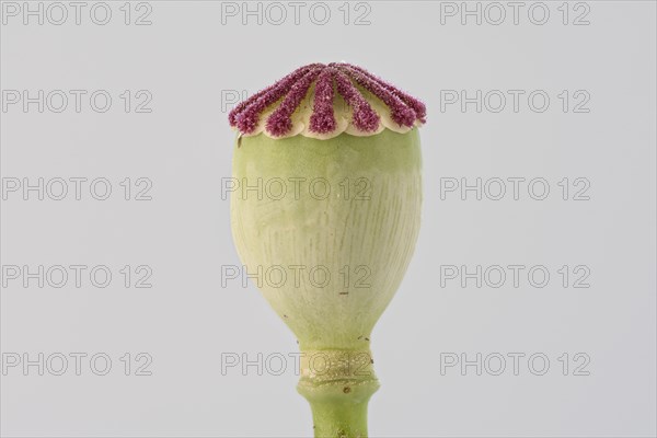 Poppy flowers (Papaver rhoeas) Poppy flower