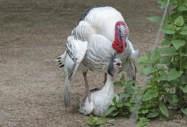 Croellwitzer turkey