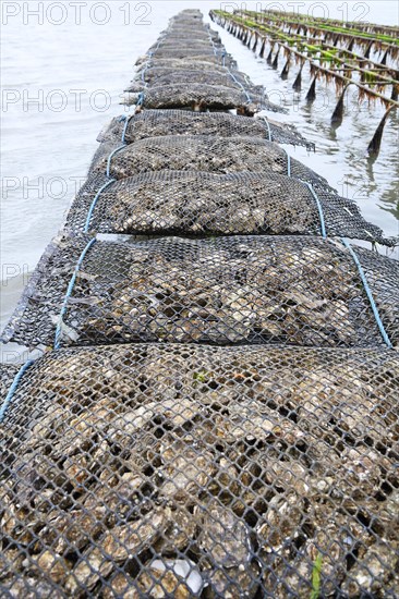 Pacific oyster (Crassostrea gigas)