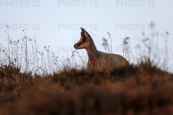 Chamois (Rupicapra rupicapra)