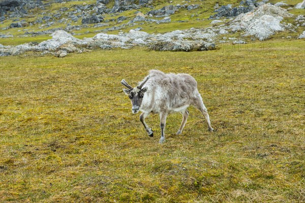 Svalbard reindeer (Rangifer tarandus platyrhynchus) in the Toundra