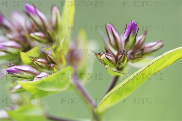 Garden phlox (Phlox paniculata)