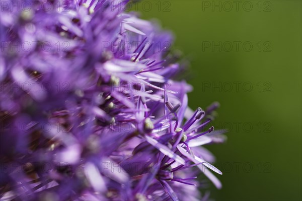 Globe leek (Allium aflatunense)