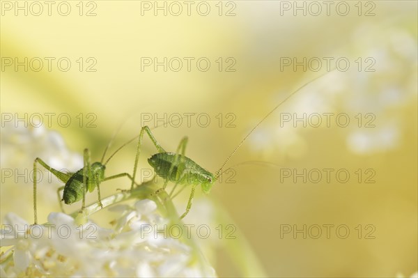 Speckled bush-cricket (Leptophyes punctatissima)