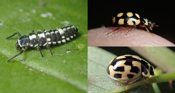 14-spotted ladybird (Propylea quatuordecimpunctata) or chequerboard ladybird