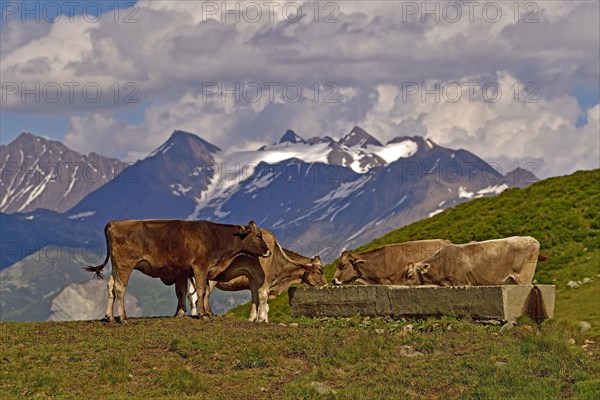 Cows on the Fiescheralp