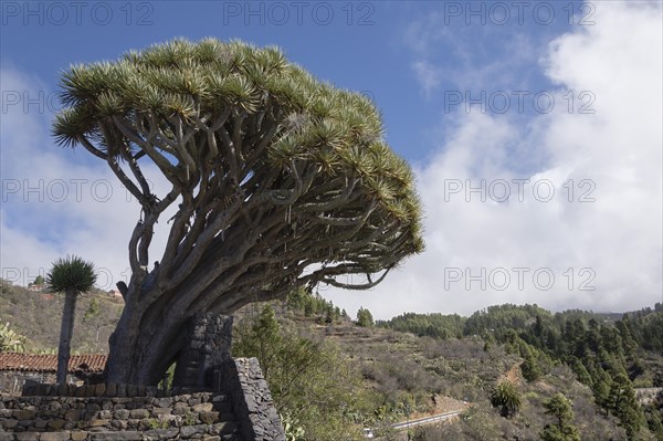 Canary Islands dragon tree (Dracaena draco) El Roque