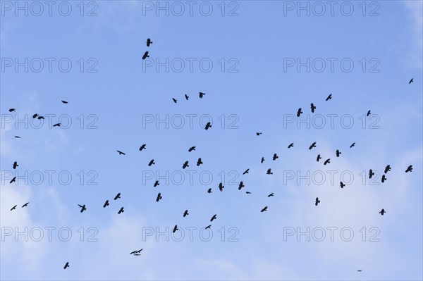 Red-billed Choughs (Pyrrhocorax pyrrhocorax barbarus) La Palma