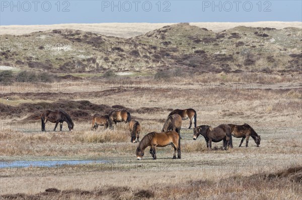 Exmoor Pony