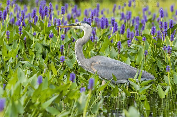 Great Blue Heron hunting for flowers and pike