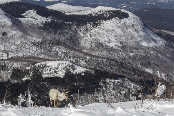 Forest caribou (Rangifer tarandus caribou)