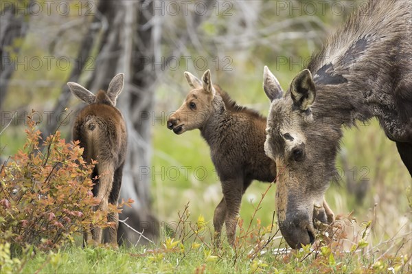 American elk