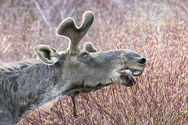 American elk