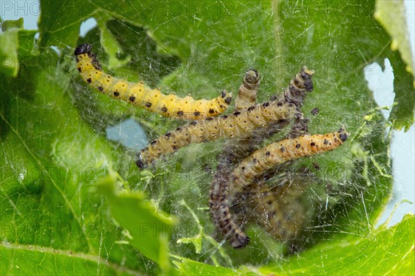 Apple (Yponomeuta malinellus) ermine moth