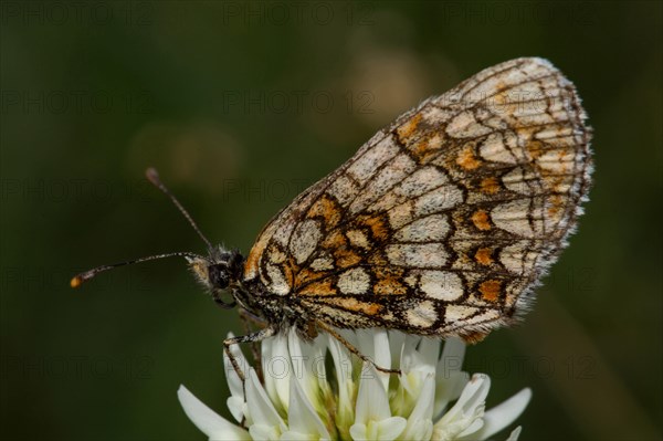 Heath fritillary (Melitaea athalia)