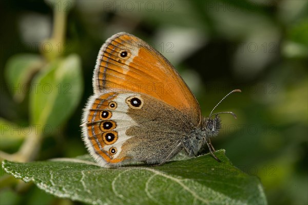 Pearly heath (Coenonympha arcania)