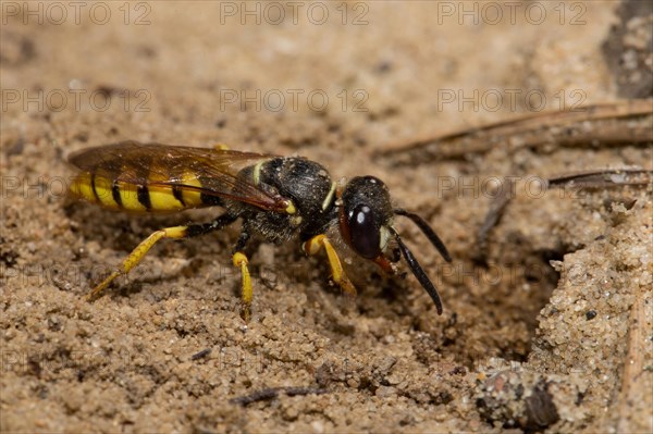 European beewolf (Philanthus triangulum)