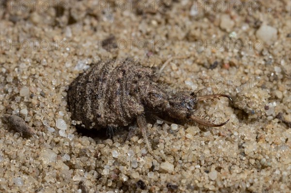 Antlion (Myrmeleon bore)