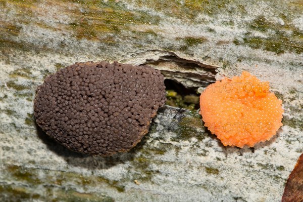 Slime mold (Tubifera ferruginosa)