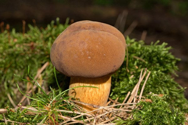 Bay bolete (Imleria badia)