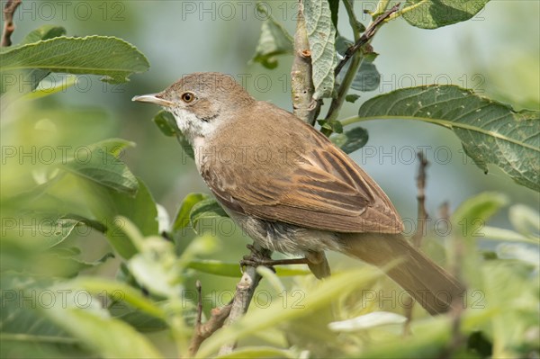 Common whitethroat (Sylvia communis)