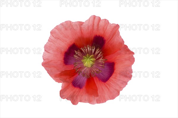 Opium poppy (Papaver somniferum) nature park Park Frau-Holle-Land