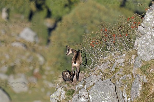 Chamois (Rupicapra rupicapra)