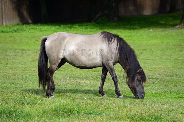 Konik Horse