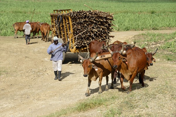 Oxcart