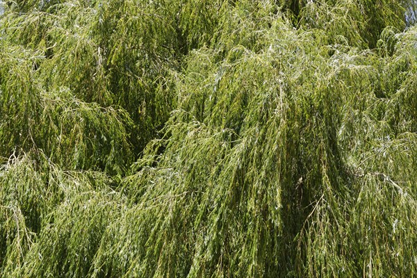 Weeping willow (Salix babylonica)