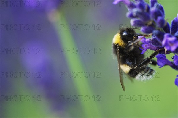 Large earth bumblebee (Bombus terrestris) on lavender (Lavandula angustifolia)